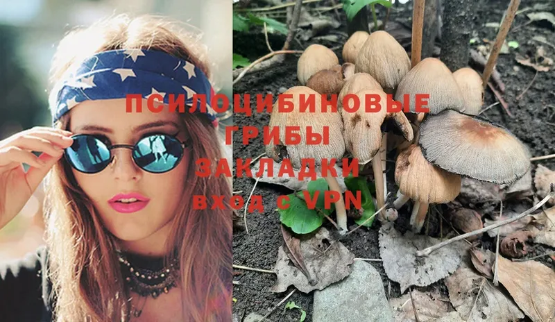 Галлюциногенные грибы Psilocybe  Курчатов 